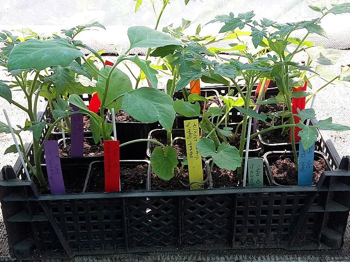 Vente plants et fleurs école de Marsac